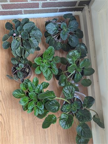 Lot of 7 African Violets (on the floor)