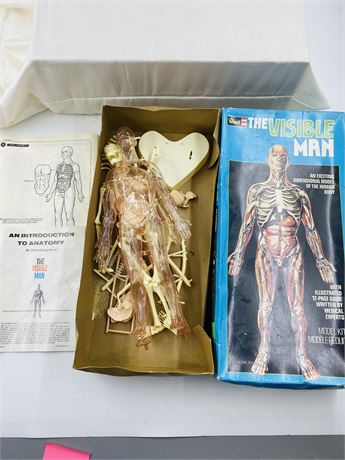 1970’s Revell The Visible Man Anatomical Model