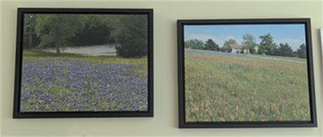 Pair Large Texas Bluebonnet Flower Photos + 1 Small Photo Bluebonnets Framed