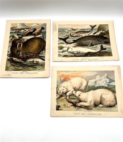 Vintage Animal Prints From Plates