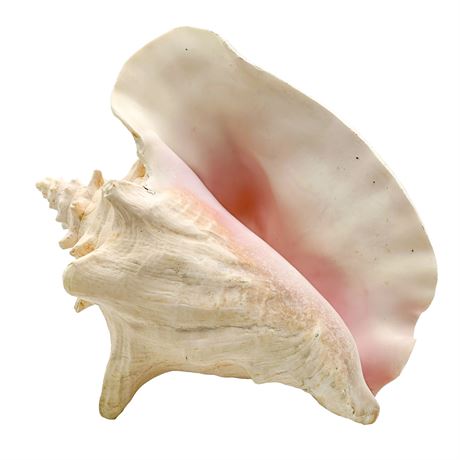 Natural Conch Shell