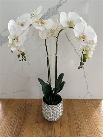 Beautiful Silk Orchid