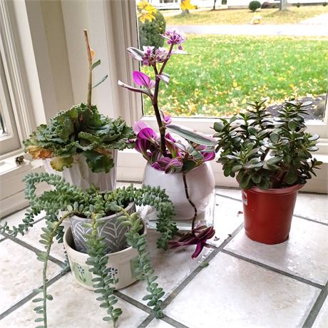 Set of 3 Potted Plants - Ruffles, Inch Plant & Donkey Tail
