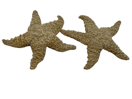 Two Natural Starfish