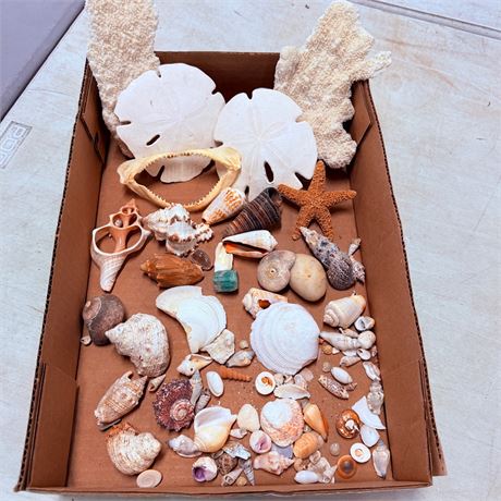 Shells, Coral + More