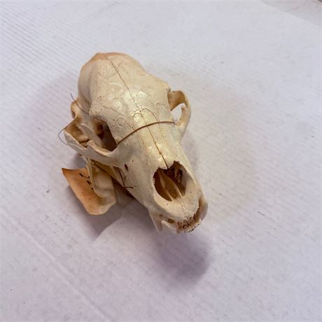 Skull