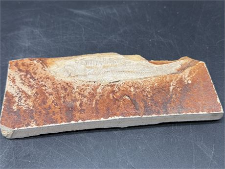 Fossilized Fish Specimen