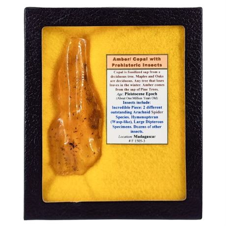Vintage Amber/Copal w/ Prehistoric Insects Specimen in Display Box