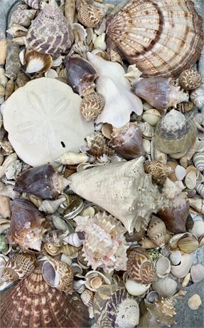 Large Natural Seashell Seaside Collection