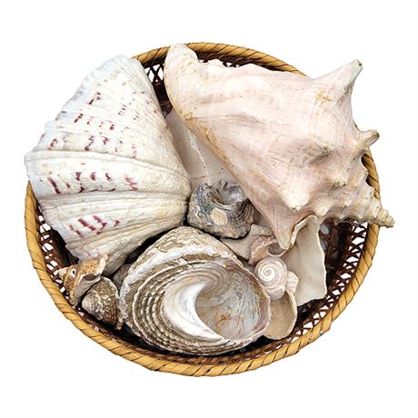 Large Seashells Collection