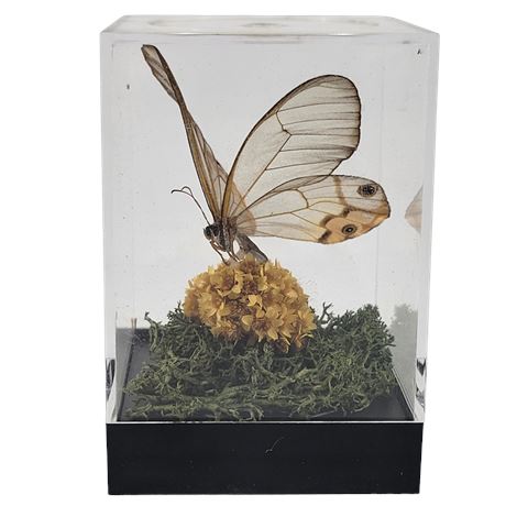 Real Butterfly Display Box