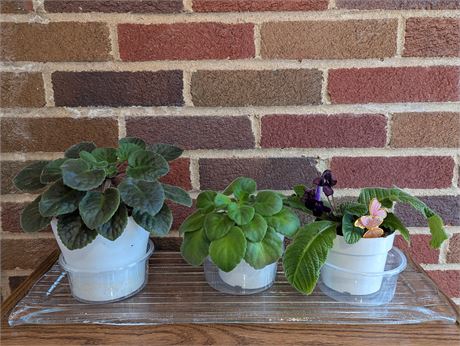 Lor 3 African Violets on Glass Plate / Tray