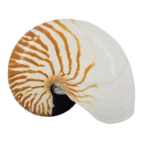 Large Genuine Chambered Nautilus Sea Shell