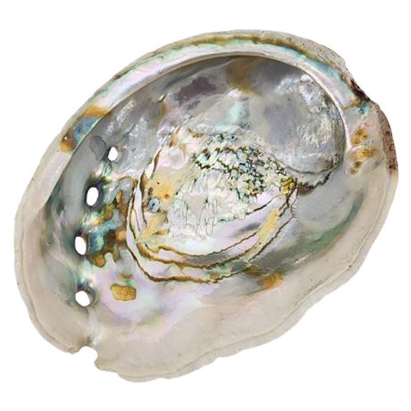 Vintage 6" Natural Abalone Shell