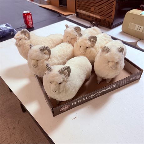 Sheepskin Rams