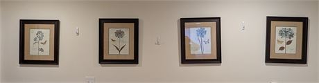 Lot 4 Framed Flower Prints