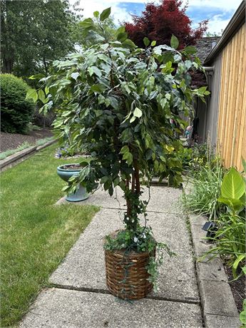 Artificial Ficus Tree (second of two)