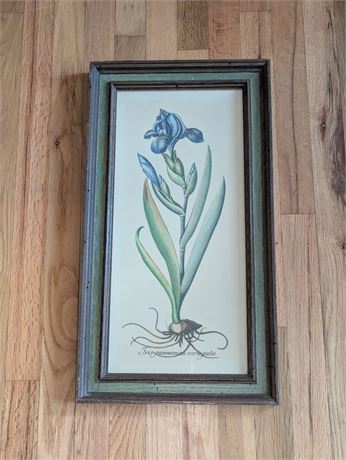 Vintage Hand Colored Botanical Iris Pannonica Variegata Framed No. 239