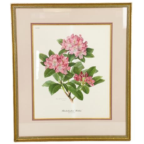 Ann Ophelia Dowden "Rhododendron holden" Art Print