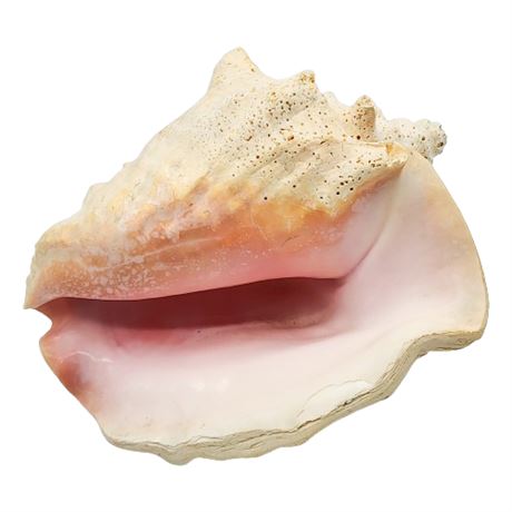Large Vintage Conch Shell