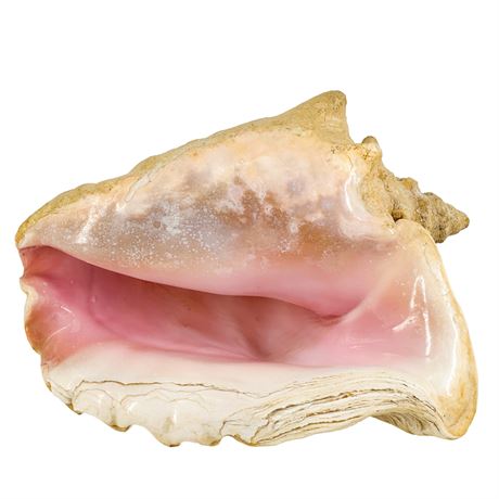 Natural Authentic Large Conch Shell Specimen