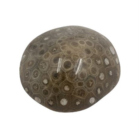 Polished Decorative Petoskey Stone