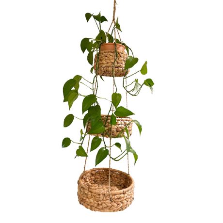 Hanging Fruit Basket with Pothos Ivy