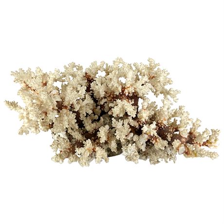 Large Vintage Natural Brown Stem Coral