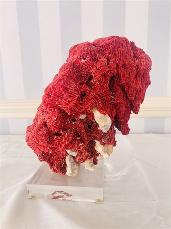 Large Mounted Natural Coral