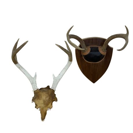 Two (2) Sets of Antlers