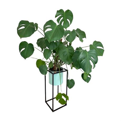 Large Monstera Plant with Stand