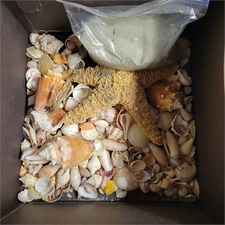 Sea Shell / Star Fish Lot