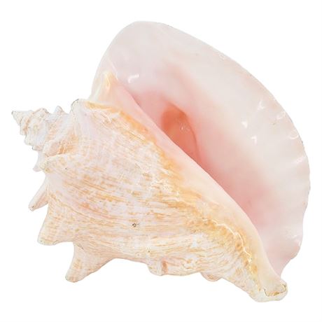 Large Natural Conch Shell