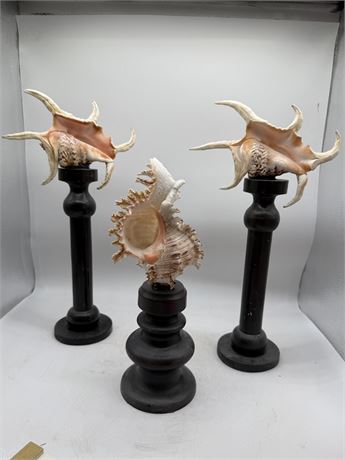 2 Chiraga Spider Conchs & Murex Ramosus Seashell