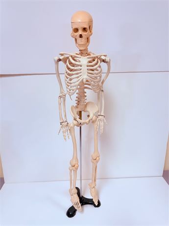 Vintage 34” Medical School Articulating Skeleton