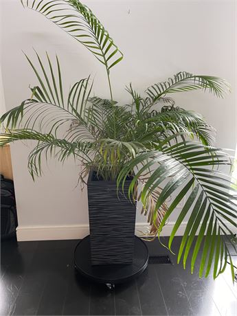 Large Palm with Planter