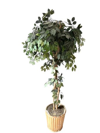Large Artificial Ficus Tree