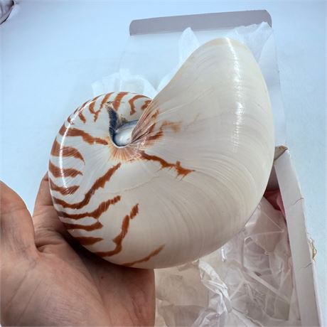 Nautilis Shell