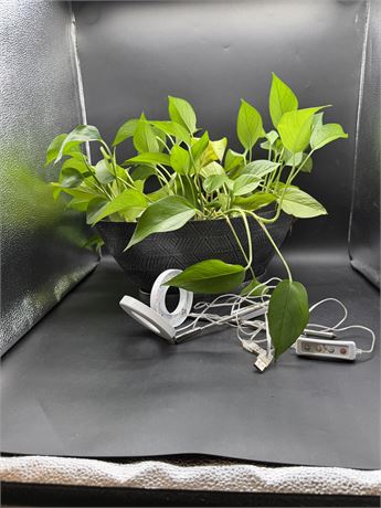 Live Plant & Indoor Plant Lights
