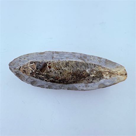 Authentic Fossil Specimen