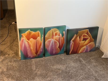 3 Tulip Pictures