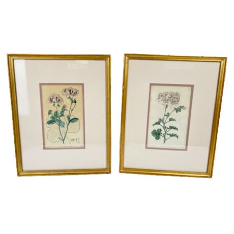 Pair of Antique 1820's Floral Illustration Prints