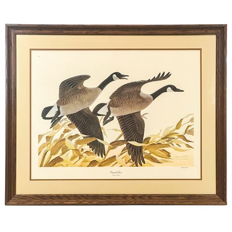 Framed Lithographic Print "Canada Geese" by John A. Ruthven