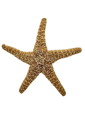 Large Natural Starfish