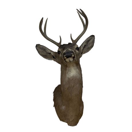 Deer Shoulder Mount Taxidermy - 7 Point