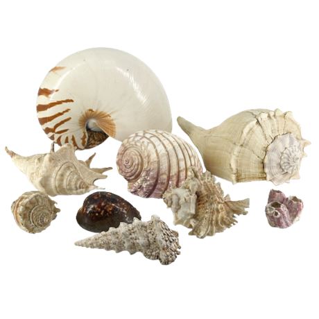 Seashell Lot #1