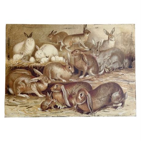 Reproduction Rabbit Natural History Print Wall Art