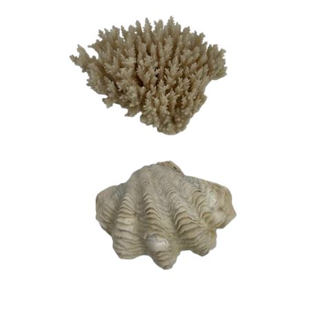 Older Branching Coral & Fluted Clam Shell