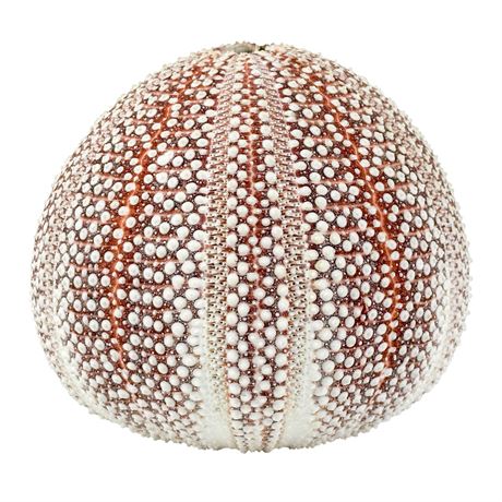 Authentic Natural Sea Urchin Shell