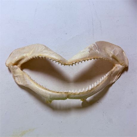 16” Shark Jaws